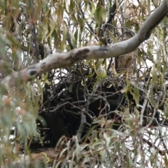 Accipiter fasciatus (Brown Goshawk) at Pialligo, ACT - 23 Nov 2021 by jb2602