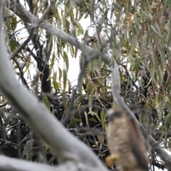 Accipiter fasciatus at Pialligo, ACT - 23 Nov 2021