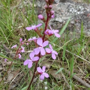 Stylidium graminifolium at Lower Boro, NSW - 23 Nov 2021