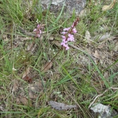 Stylidium graminifolium at Lower Boro, NSW - 23 Nov 2021