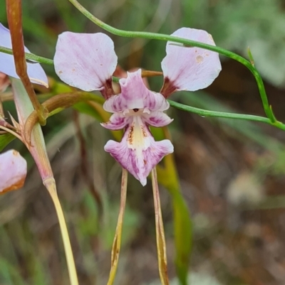 Diuris dendrobioides (Late Mauve Doubletail) at Coree, ACT - 24 Nov 2021 by JennyVV