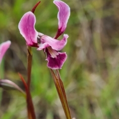 Diuris dendrobioides at suppressed - suppressed