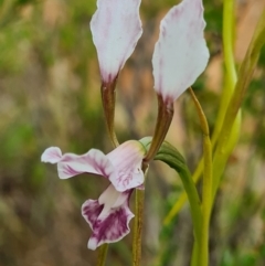 Diuris dendrobioides at suppressed - suppressed