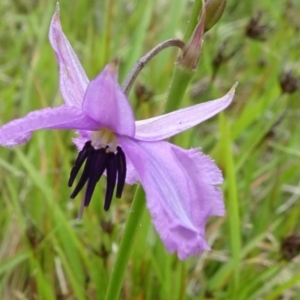 Arthropodium fimbriatum at Lower Boro, NSW - 23 Nov 2021 12:31 PM