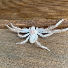 Isopeda canberrana (Canberra Huntsman Spider) at O'Connor, ACT - 25 Nov 2021 by AndrewCB