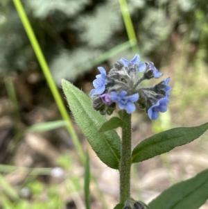 Cynoglossum australe at Paddys River, ACT - 23 Nov 2021