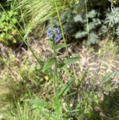 Cynoglossum australe at Paddys River, ACT - 23 Nov 2021 02:57 PM