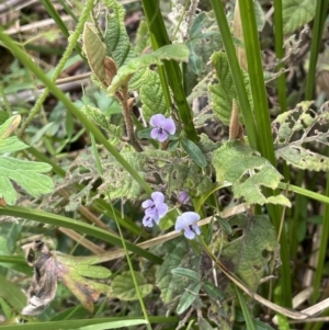 Glycine clandestina at Paddys River, ACT - 23 Nov 2021