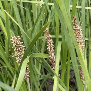 Lomandra longifolia at Paddys River, ACT - 23 Nov 2021