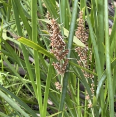 Lomandra longifolia at Paddys River, ACT - 23 Nov 2021 03:27 PM