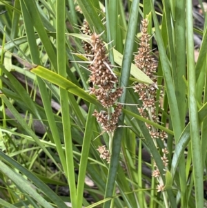 Lomandra longifolia at Paddys River, ACT - 23 Nov 2021 03:27 PM