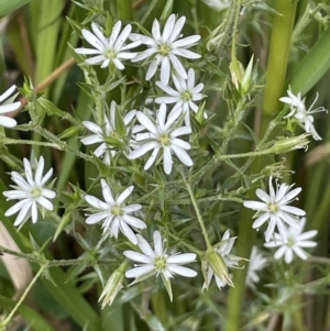 Stellaria pungens at Paddys River, ACT - 23 Nov 2021