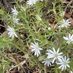 Stellaria pungens at Paddys River, ACT - 23 Nov 2021