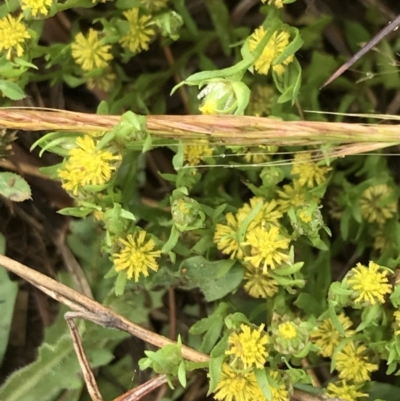 Triptilodiscus pygmaeus (Annual Daisy) at Umbagong District Park - 24 Nov 2021 by Tapirlord