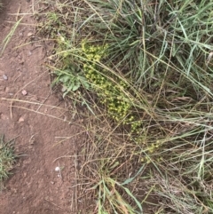 Triptilodiscus pygmaeus at Latham, ACT - 25 Nov 2021