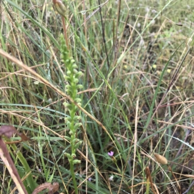 Microtis parviflora (Slender Onion Orchid) at Umbagong District Park - 24 Nov 2021 by Tapirlord