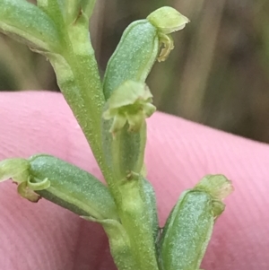 Microtis parviflora at Latham, ACT - 25 Nov 2021