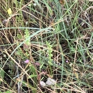 Microtis parviflora at Latham, ACT - 25 Nov 2021