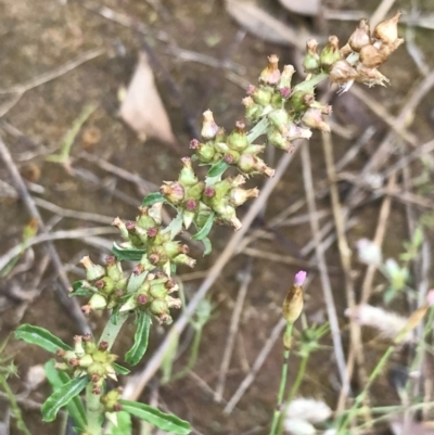 Gamochaeta americana (American Everlasting) at Latham, ACT - 24 Nov 2021 by Tapirlord