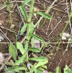 Gamochaeta impatiens at Umbagong District Park - 25 Nov 2021 08:26 AM