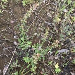 Gamochaeta impatiens at Umbagong District Park - 25 Nov 2021 08:26 AM