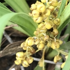 Lomandra filiformis subsp. coriacea (Wattle Matrush) at Latham, ACT - 24 Nov 2021 by Tapirlord