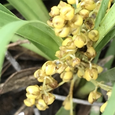 Lomandra filiformis subsp. coriacea (Wattle Matrush) at Latham, ACT - 24 Nov 2021 by Tapirlord