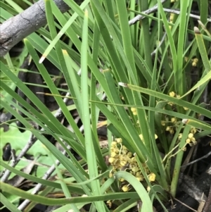 Lomandra filiformis subsp. coriacea at Latham, ACT - 25 Nov 2021 08:27 AM