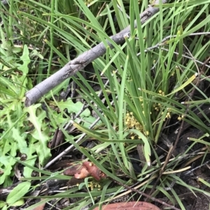 Lomandra filiformis subsp. coriacea at Latham, ACT - 25 Nov 2021