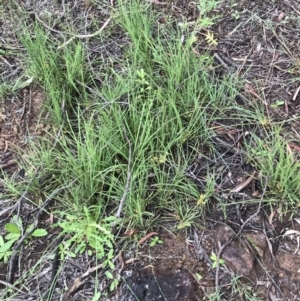 Lomandra filiformis subsp. coriacea at Latham, ACT - 25 Nov 2021 08:27 AM