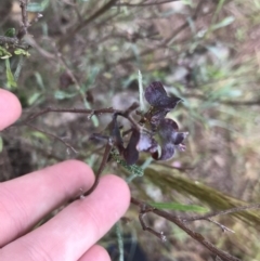 Dodonaea viscosa subsp. angustissima (Hop Bush) at Umbagong District Park - 24 Nov 2021 by Tapirlord