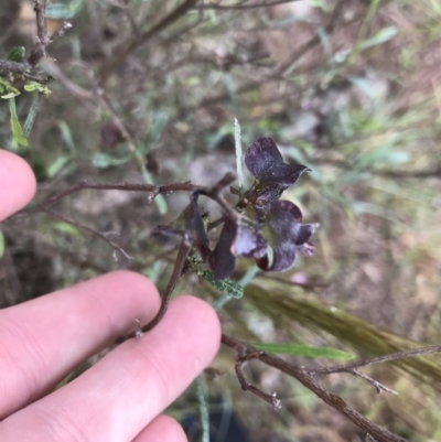 Dodonaea viscosa subsp. angustissima (Hop Bush) at Latham, ACT - 25 Nov 2021 by Tapirlord