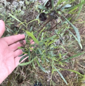 Dodonaea viscosa subsp. angustissima at Latham, ACT - 25 Nov 2021