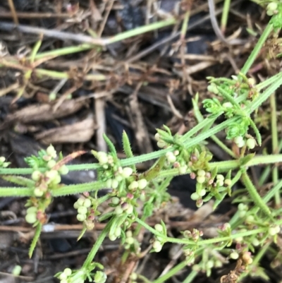 Galium gaudichaudii subsp. gaudichaudii (Rough Bedstraw) at Latham, ACT - 25 Nov 2021 by Tapirlord