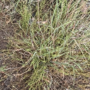 Galium gaudichaudii subsp. gaudichaudii at Latham, ACT - 25 Nov 2021 08:35 AM