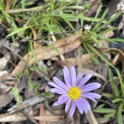 Calotis scabiosifolia var. integrifolia (Rough Burr-daisy) at Paddys River, ACT - 23 Nov 2021 by JaneR