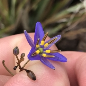 Dianella revoluta var. revoluta at Latham, ACT - 25 Nov 2021