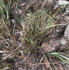 Dianella revoluta var. revoluta at Latham, ACT - 25 Nov 2021