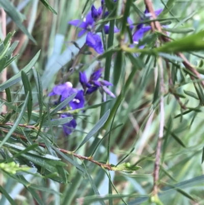 Veronica perfoliata (Digger's Speedwell) at Umbagong District Park - 24 Nov 2021 by Tapirlord