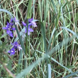 Veronica perfoliata at Latham, ACT - 25 Nov 2021 08:54 AM