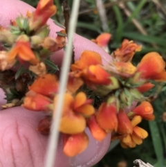 Pultenaea subspicata (Low Bush-pea) at Latham, ACT - 24 Nov 2021 by Tapirlord