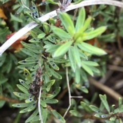 Pultenaea subspicata at Latham, ACT - 25 Nov 2021 09:03 AM