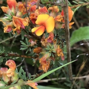 Pultenaea subspicata at Latham, ACT - 25 Nov 2021 09:03 AM