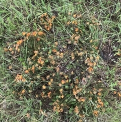 Pultenaea subspicata at Latham, ACT - 25 Nov 2021 09:03 AM