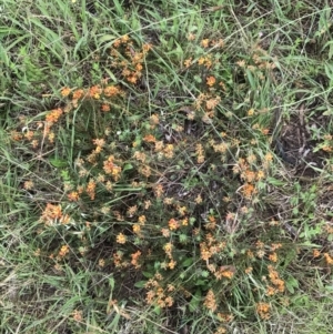 Pultenaea subspicata at Latham, ACT - 25 Nov 2021 09:03 AM