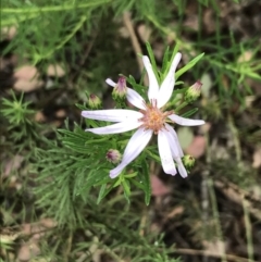 Olearia tenuifolia (Narrow-leaved Daisybush) at Umbagong District Park - 24 Nov 2021 by Tapirlord