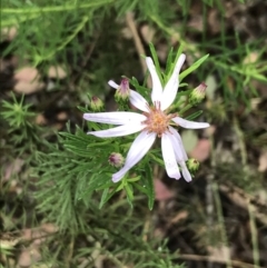 Olearia tenuifolia (Narrow-leaved Daisybush) at Latham, ACT - 25 Nov 2021 by Tapirlord