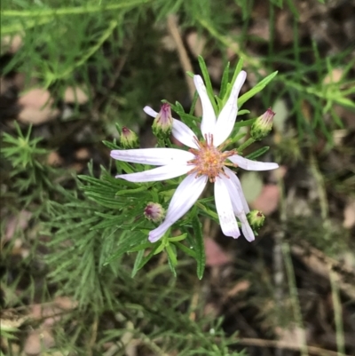 Olearia tenuifolia (Narrow-leaved Daisybush) at Latham, ACT - 24 Nov 2021 by Tapirlord