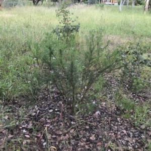 Olearia tenuifolia at Latham, ACT - 25 Nov 2021