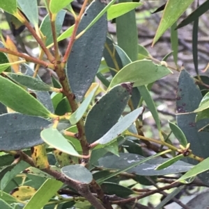 Eucalyptus stellulata at Umbagong District Park - 25 Nov 2021 09:14 AM